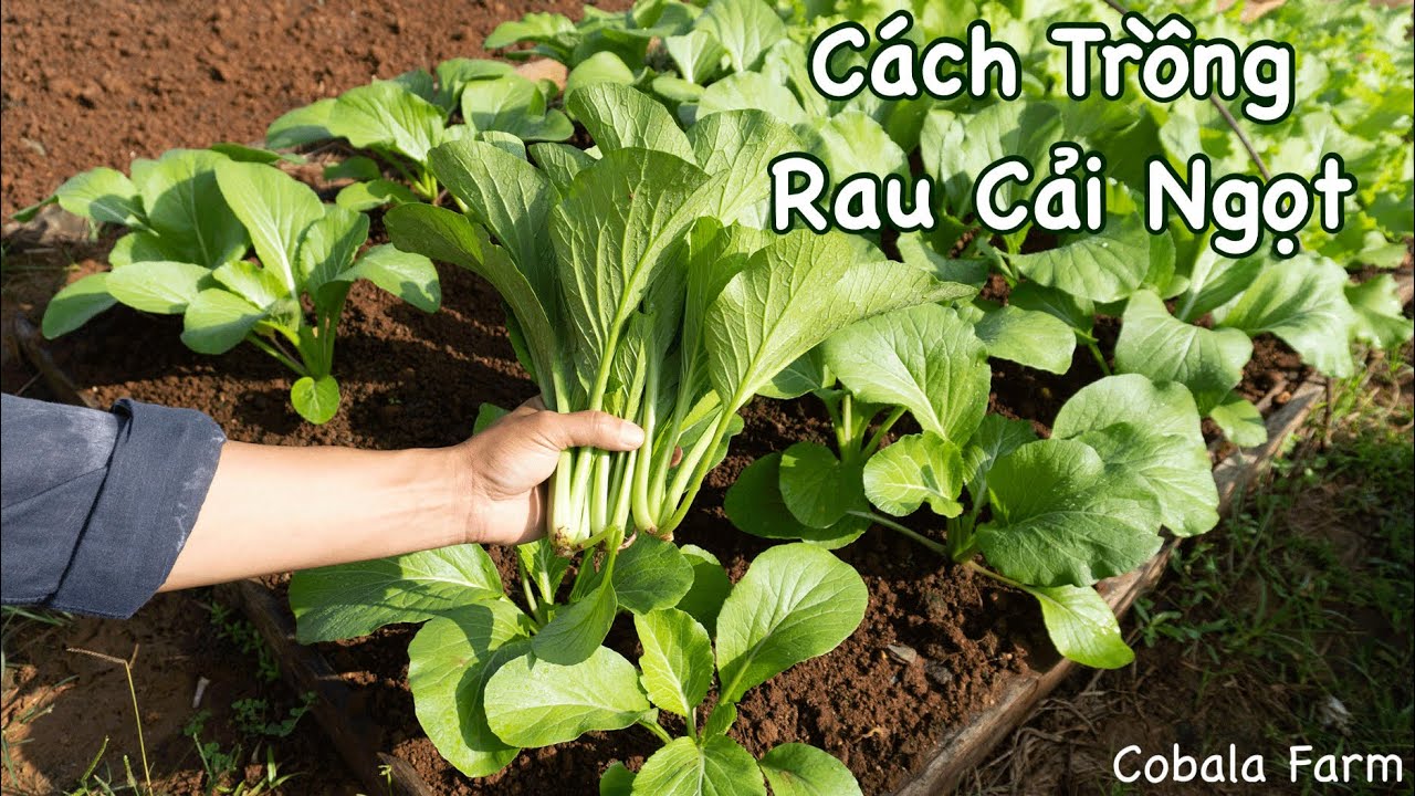 C&aacute;ch Trồng Rau Cải Ngọt Thu Hoạch Sau 40 Ng&agrave;y