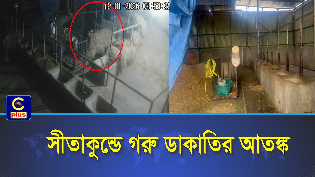 সীতাকুন্ডে গরু ডাকাতির আতঙ্ক, গভীর রাতে অস্ত্রের মুখে লুট হয়েছে সাতটি গরু। | Cplus