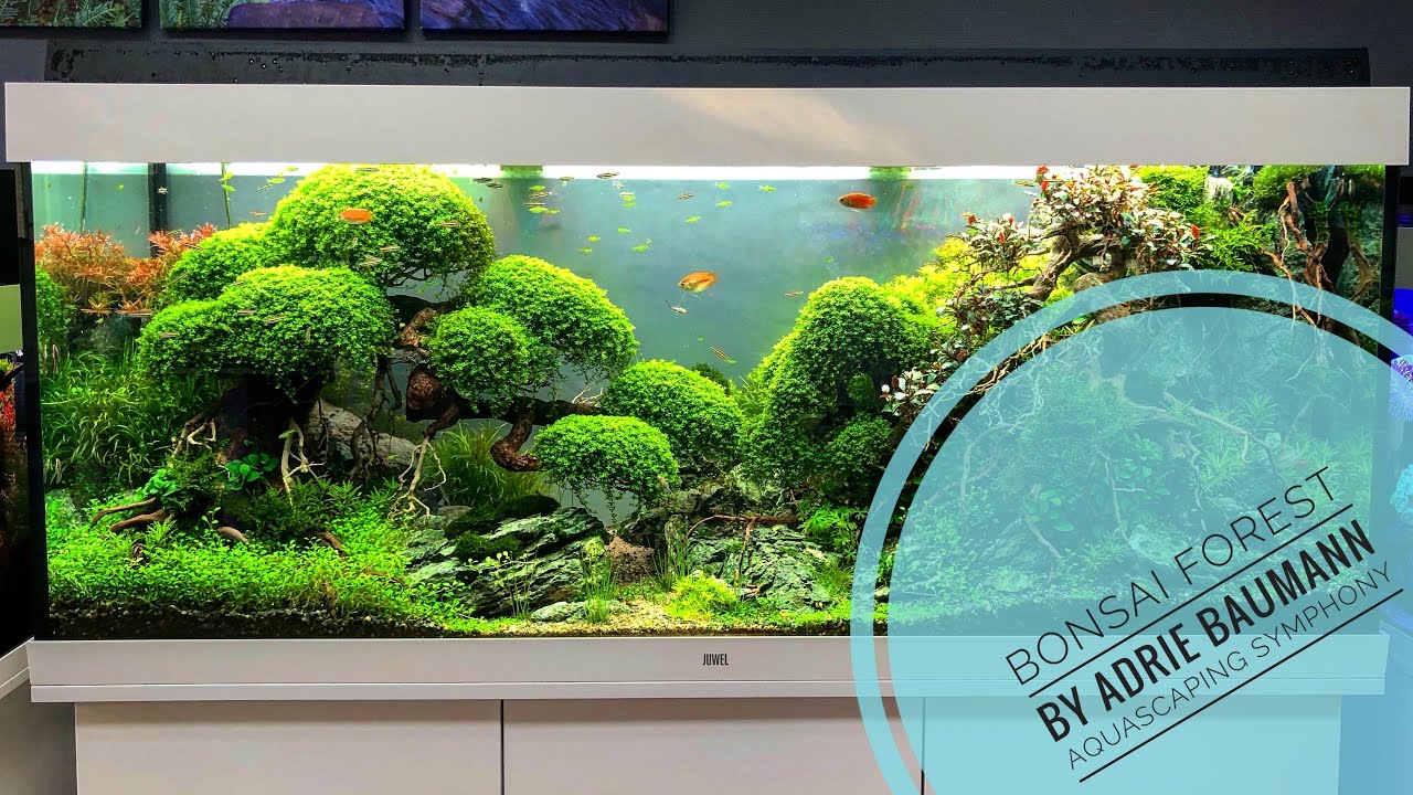 Juwel Rio 400 Aquarium Bonsai Forest