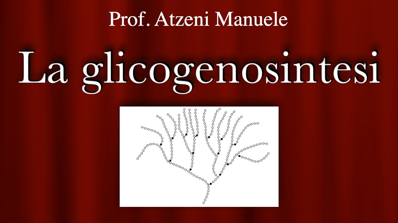 La glicogenosintesi 