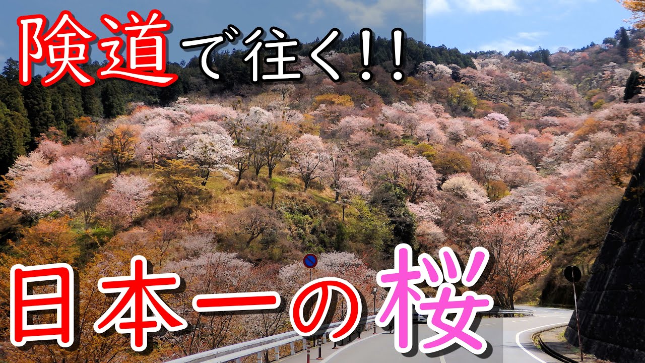 【険道/絶対行きたい桜の名所！県道が歩行者天国に!?】奈良県道15号 桜井明日香吉野線 part 2【日本一の桜・吉野山】