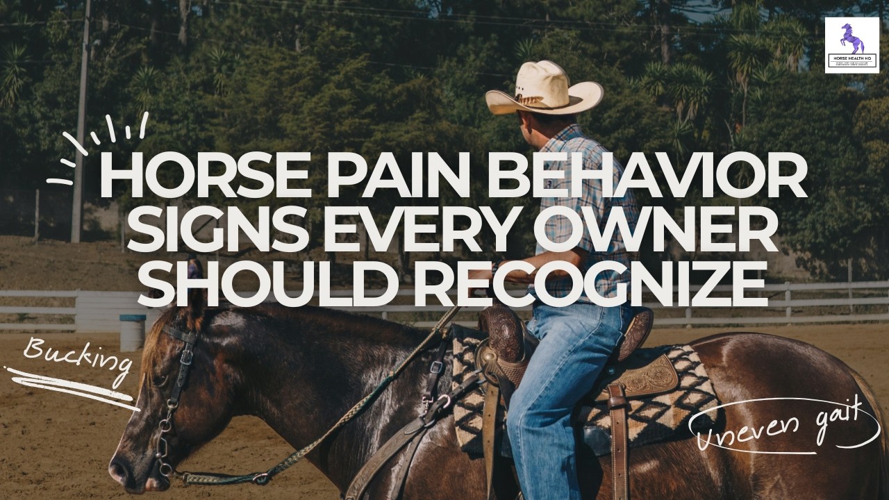 Horse Pain Behavior Signs Every Owner Should Recognize