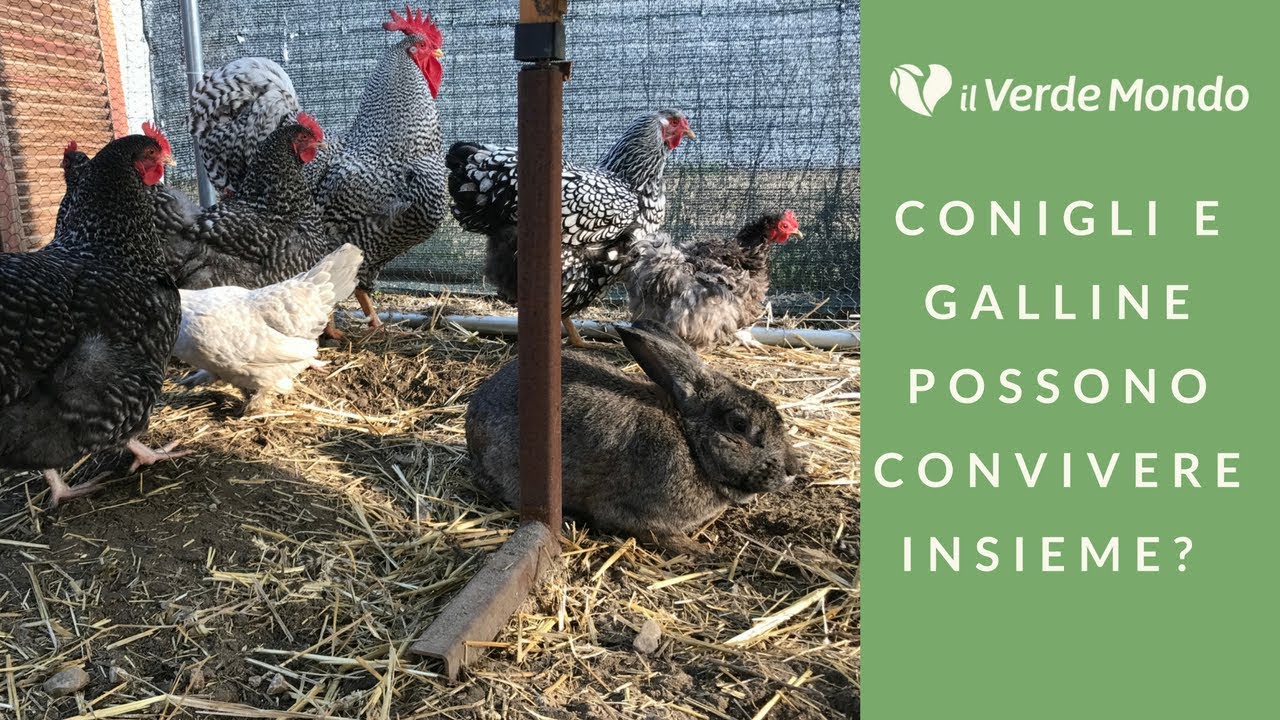 Conigli e galline possono convivere insieme?