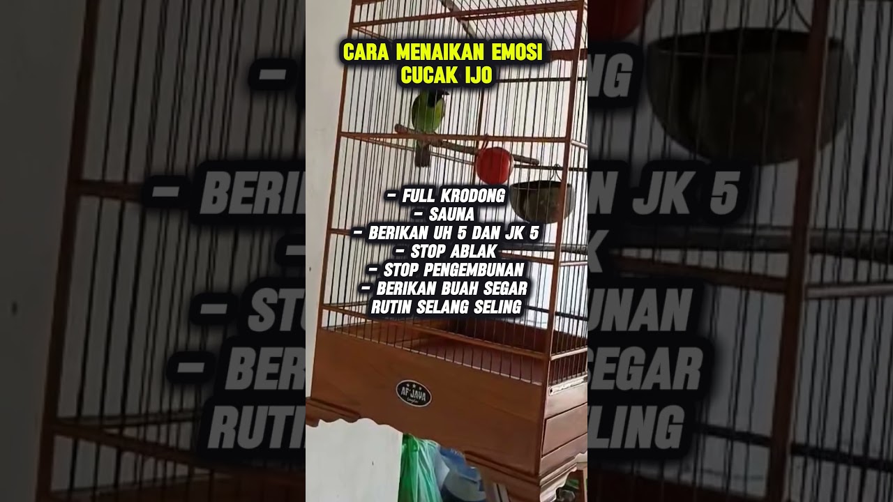 cara menaikan emosi cucak ijo 