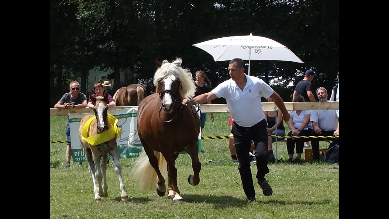 Goldfohlen Ring HNZ Fritz + Valentino + Von Baden - Fohlenschau Pfullendorf - 24.06.2023