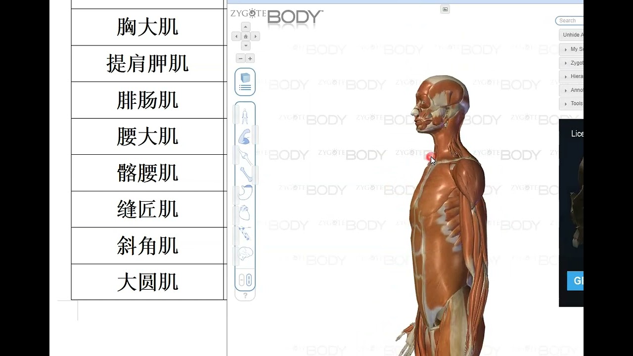 20240912 mblex 联邦按摩必考知识点  肌肉单词总结