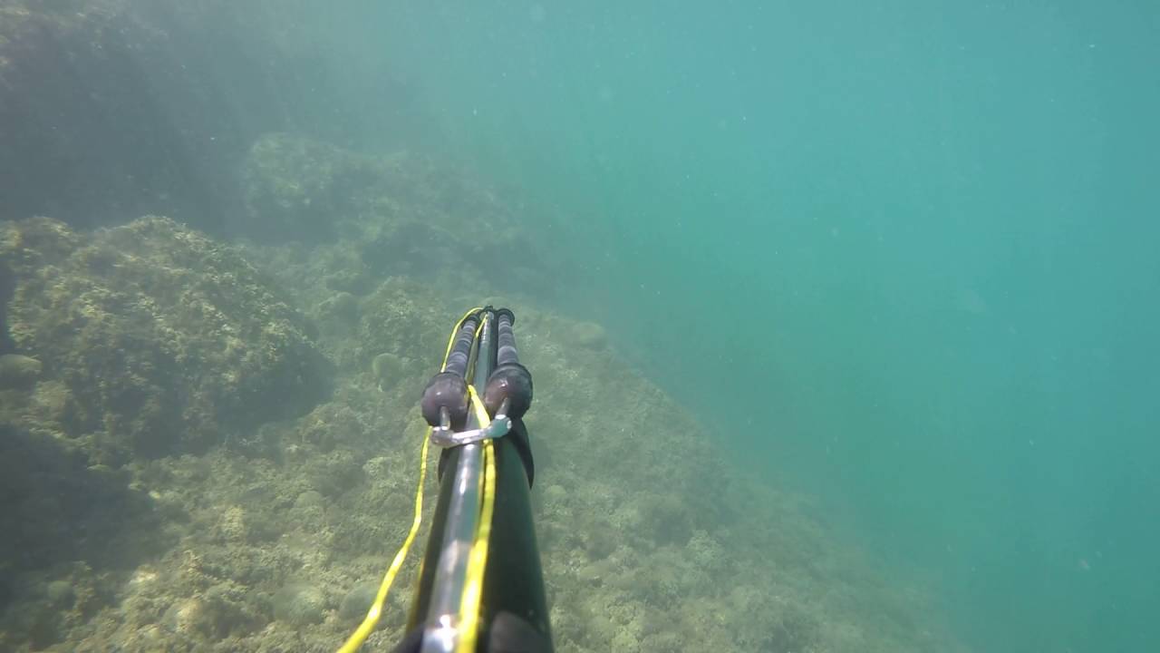 Pesca dorada