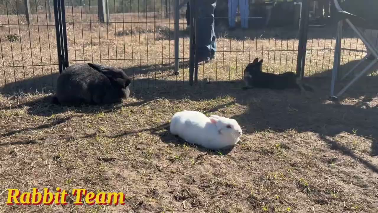 Barn Day 2/2