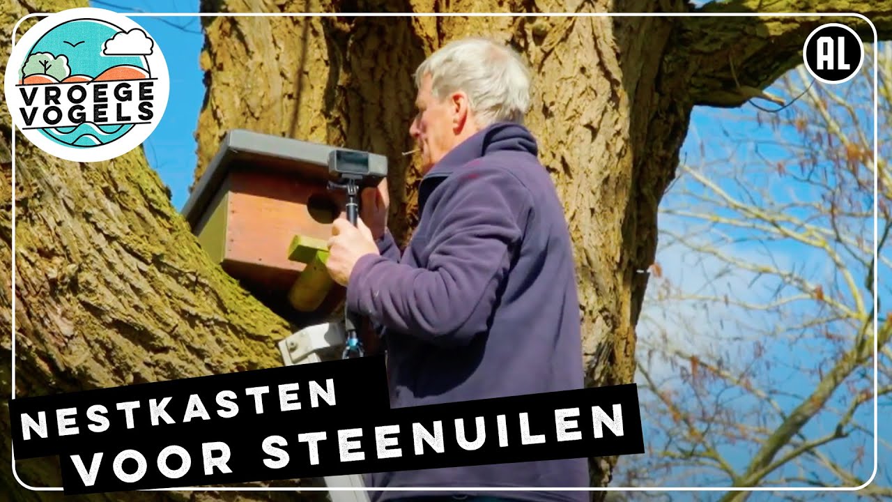 Nestkasten voor steenuilen | TV | Vroege Vogels