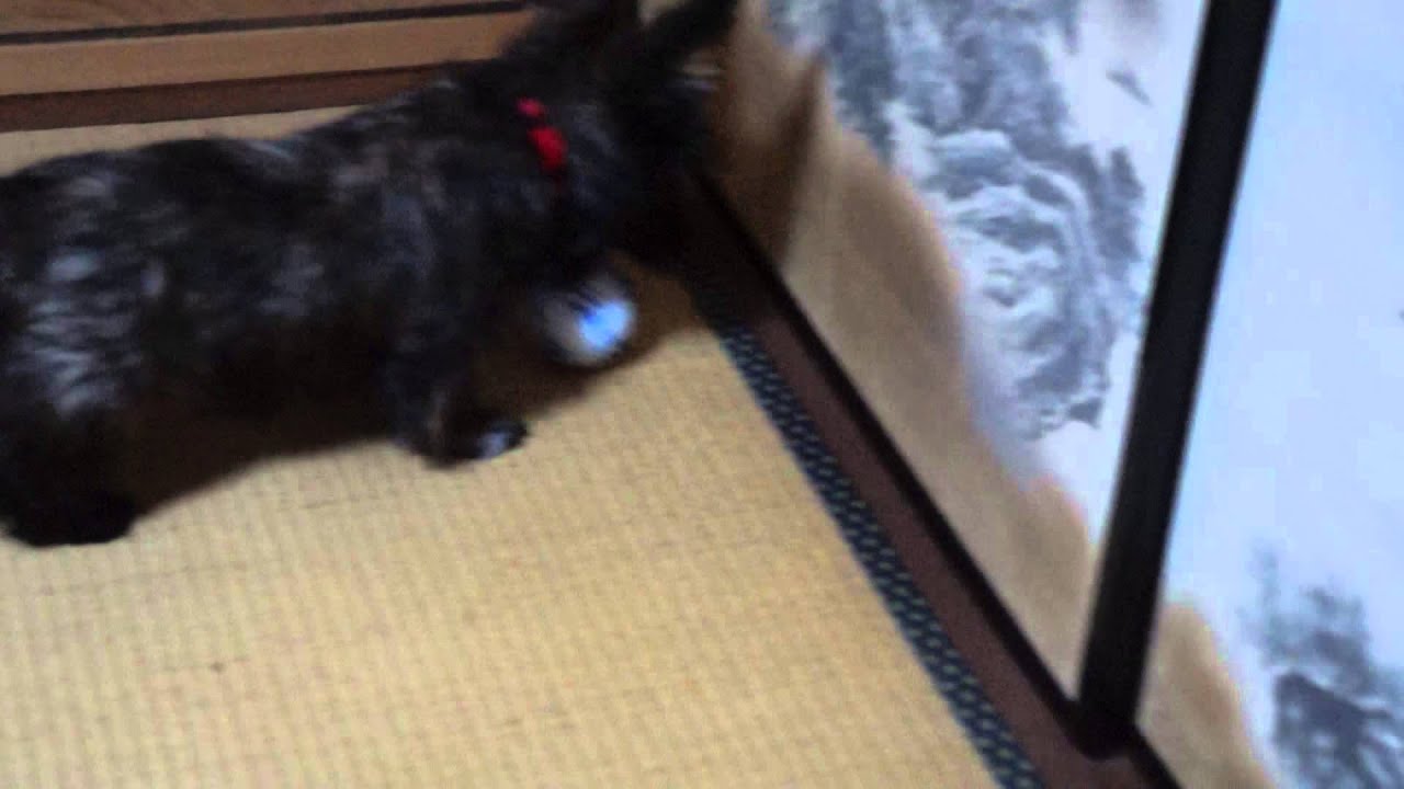 douga10 004