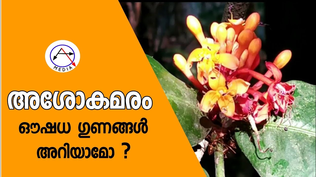 അശോകമരം എന്ന ഔഷധസസ്യം Ashokam medicinal plant.