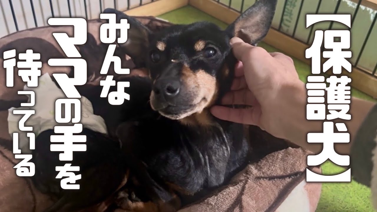 【保護犬】悲しい瞳をしたピンシャーの男の子と出逢いました vol.472