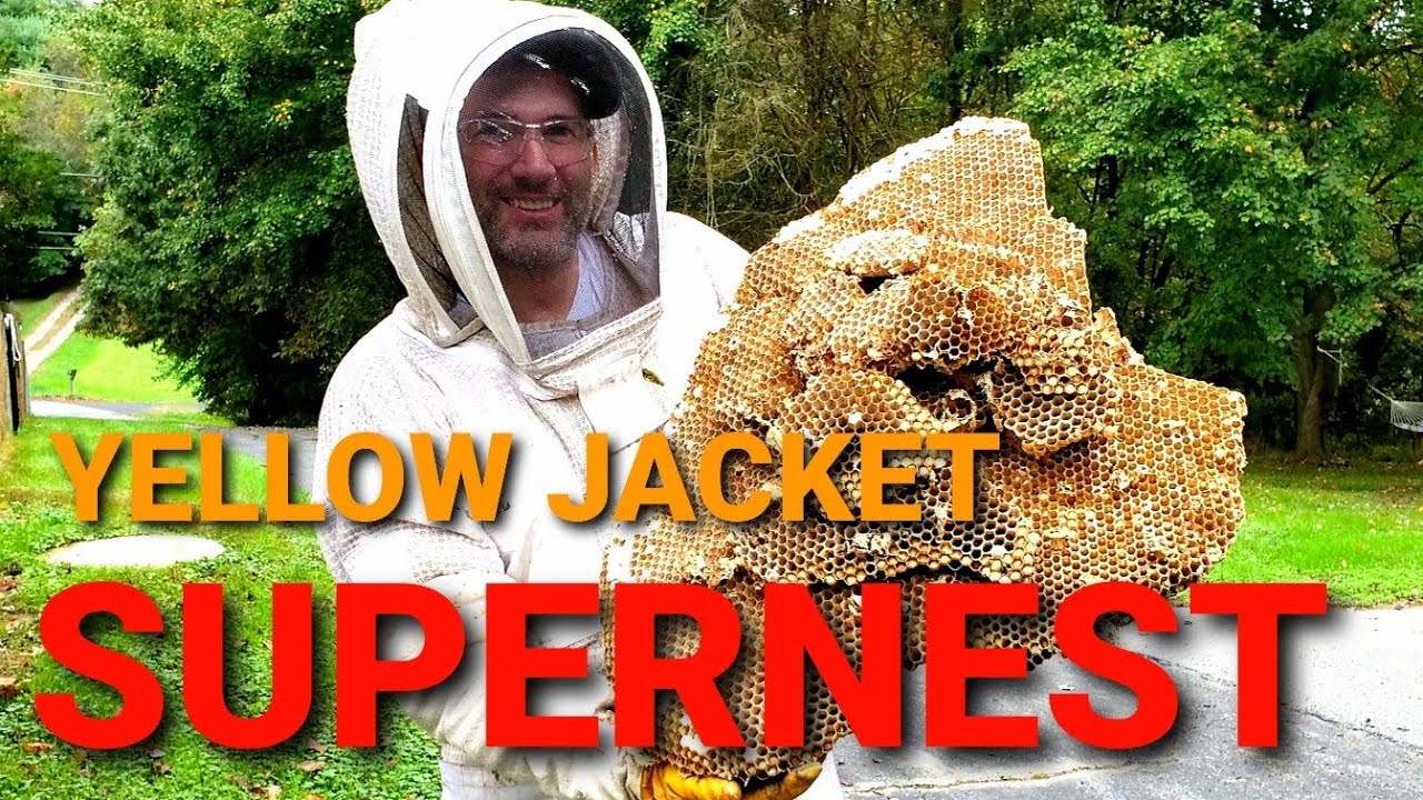 Yellow Jacket SUPERNEST | MASSIVE Yellow Jacket Nest Removal | Wasp Nest Removal