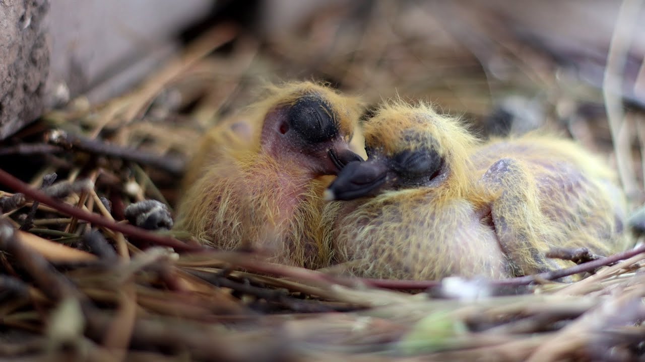 Growth of baby pigeons | From hatching to 4 weeks old