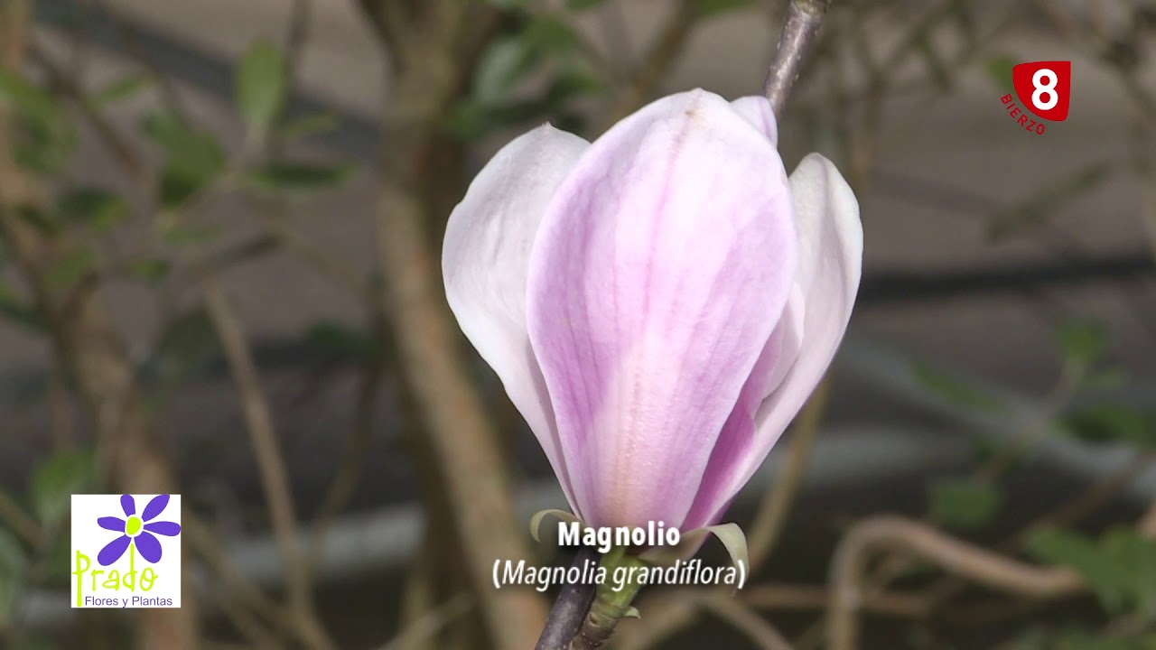 El Magnolio, cuidados y características  - Tu jardín a punto