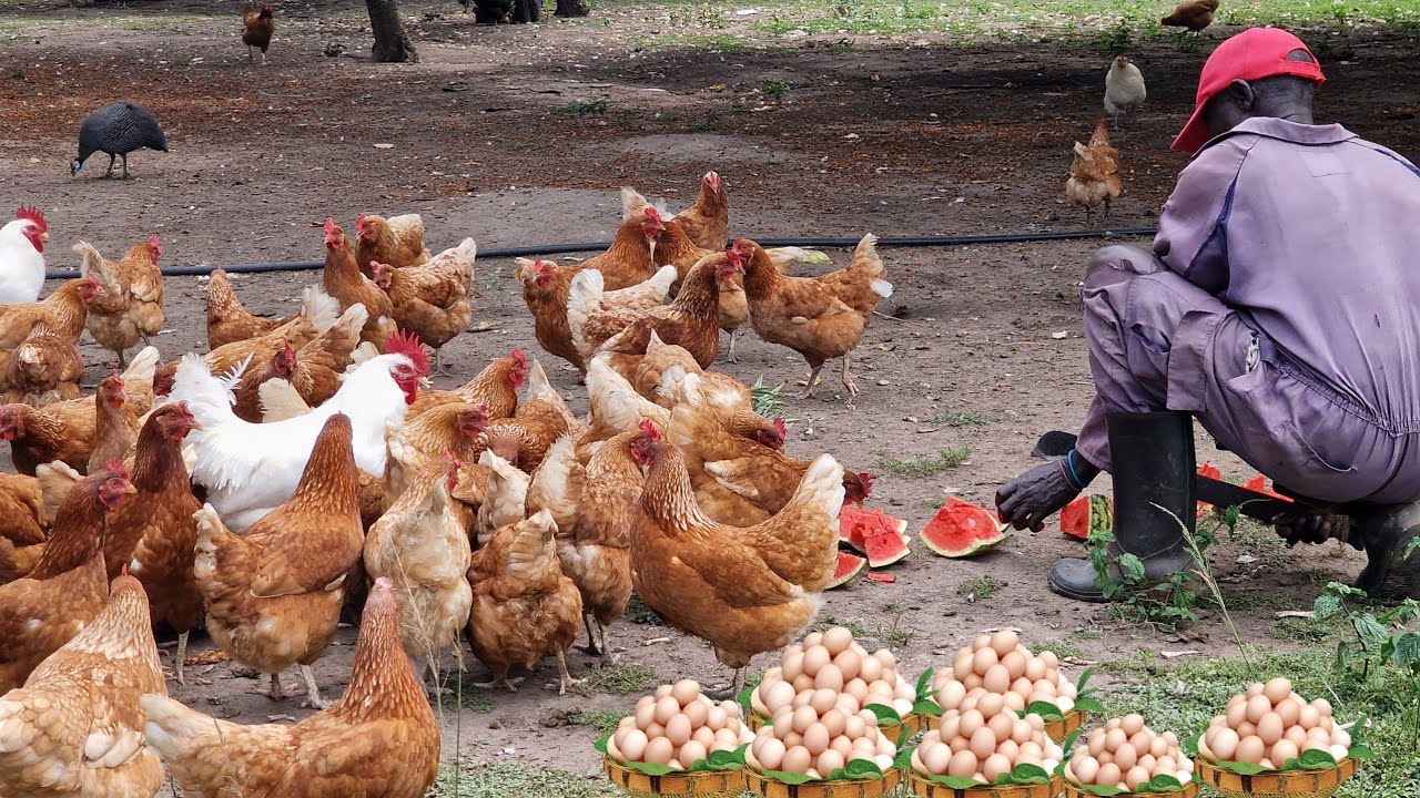 My 3-Acre Free-Range Poultry Farm for HEALTHY EGGS and Meat