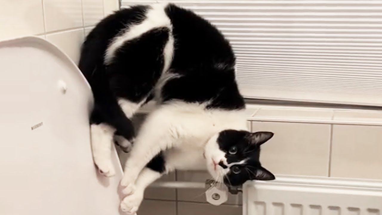 New Funniest Cats Videos 2025 😼 Try Not To Laugh 😜#1