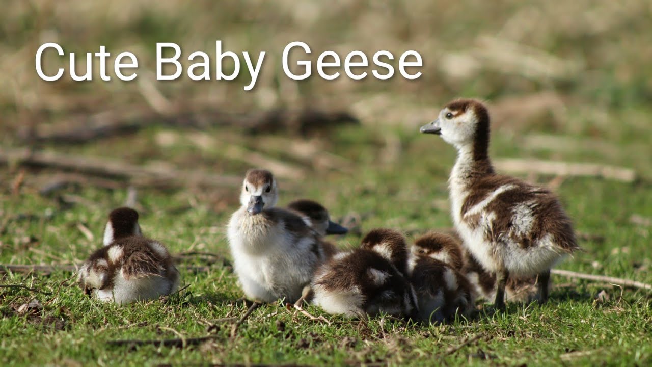 The Cutest Baby Geese Family You’ll See Today 🥹 #nature #heidelberg #germany #peace