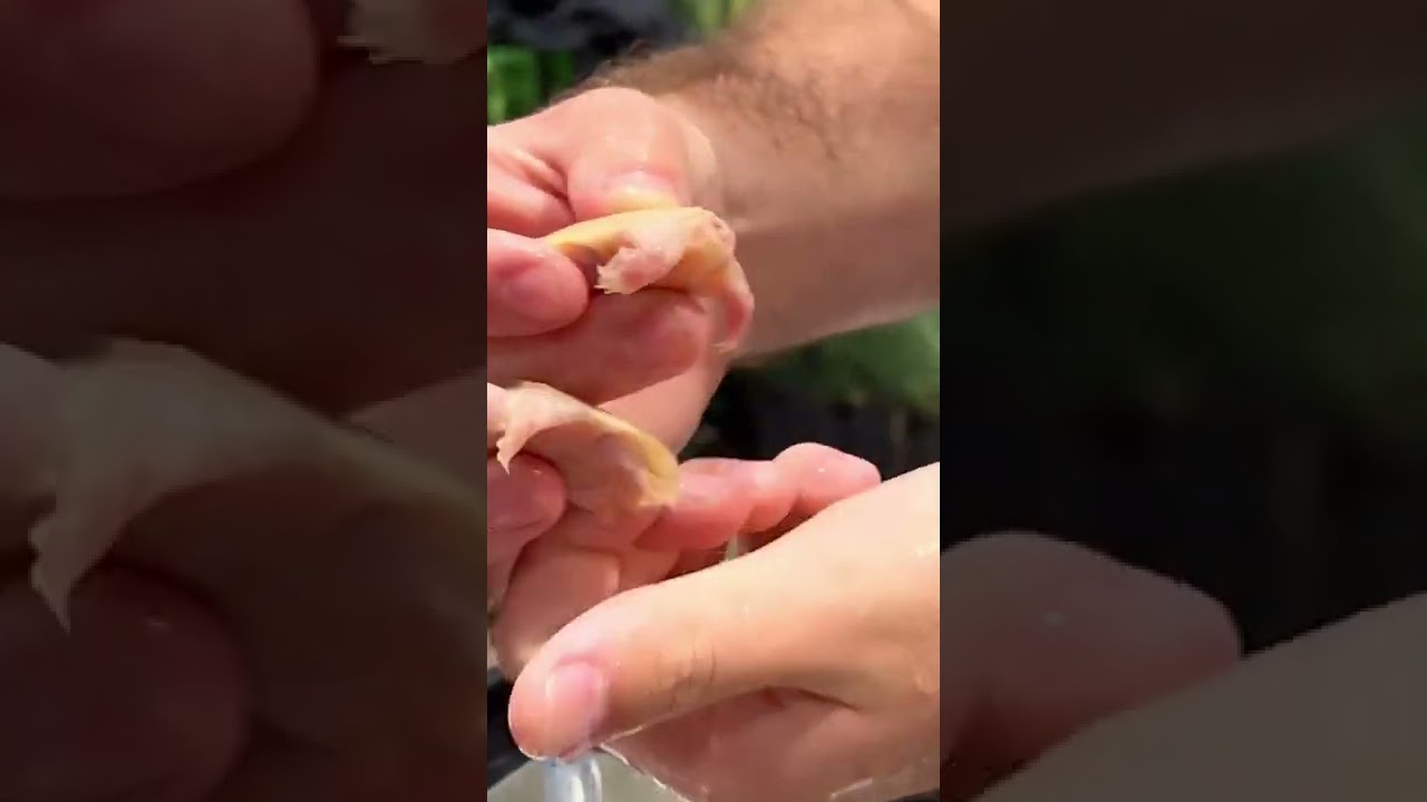 These WEIRD Chinese Softshell turtles 🐢