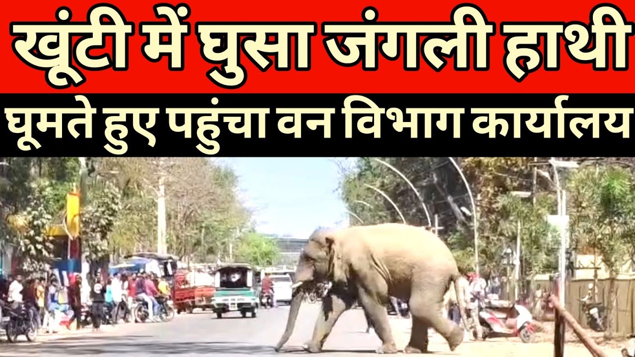 खूंटी शहर में घुसा जंगली हाथी पूरे शहर में घूमते हुए पहुंचा वन विभाग कार्यालय