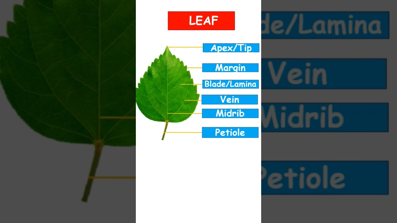 Parts of a Leaf #leaf #ytshots #biology #science