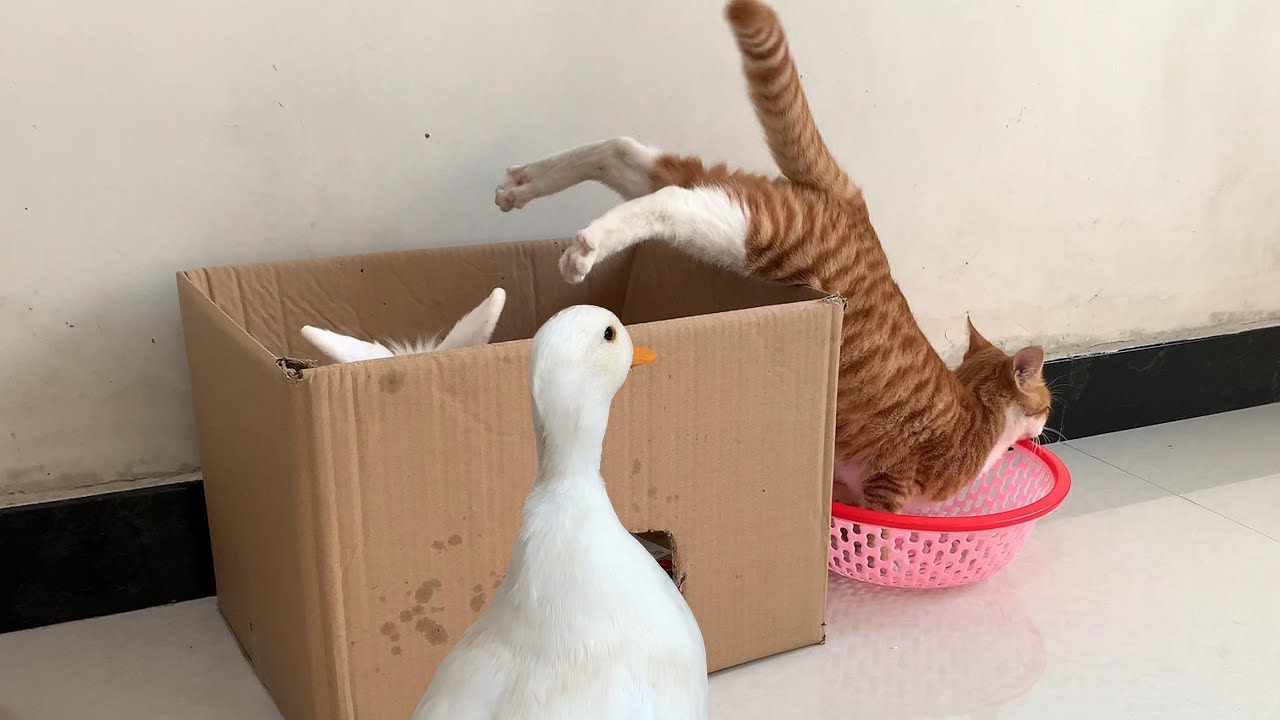 The kitten invites the duck and the rabbit to play games together. Their behavior is so funny!