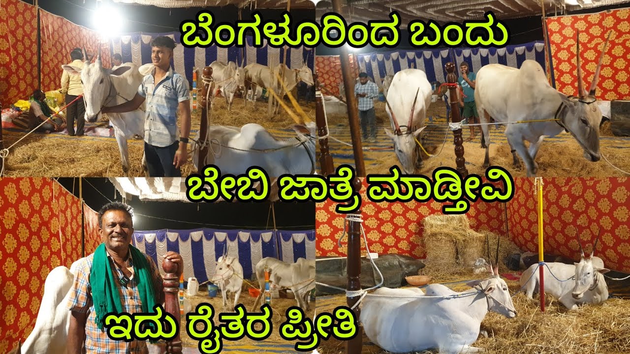 ಬೆಂಗಳೂರಿನಿಂದ ಬಂದು ಬೇಬಿ ಬೆಟ್ಟದ ಜಾತ್ರೆ ಮಾಡಿದ ರೈತರು ಅವರ ಖುಷಿಯೋ ಖುಷಿ