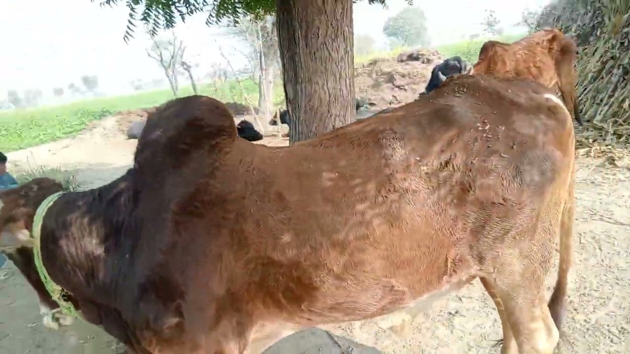Cow buffalo chicken goat farming business Pakistan #farming