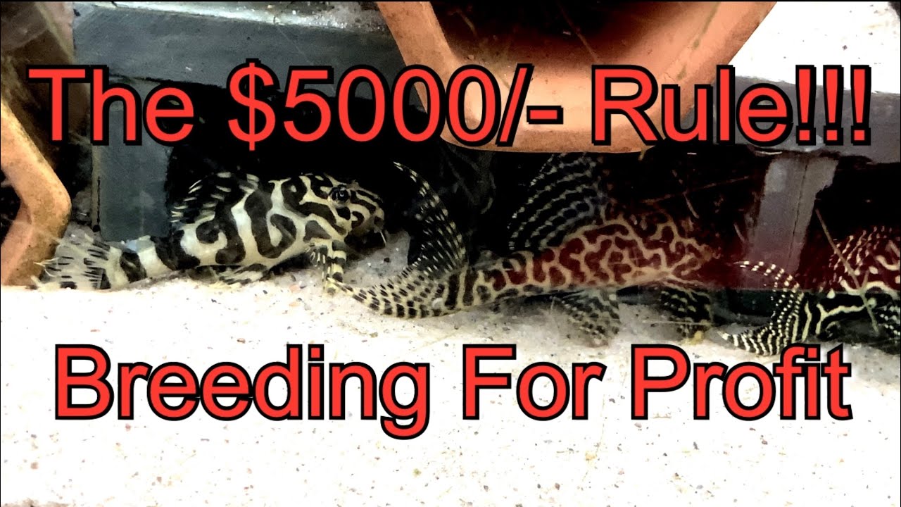 Разведение рыбы для получения прибыли! Правило $5000/-!!! Подпишитесь, чтобы узнать больше!!!