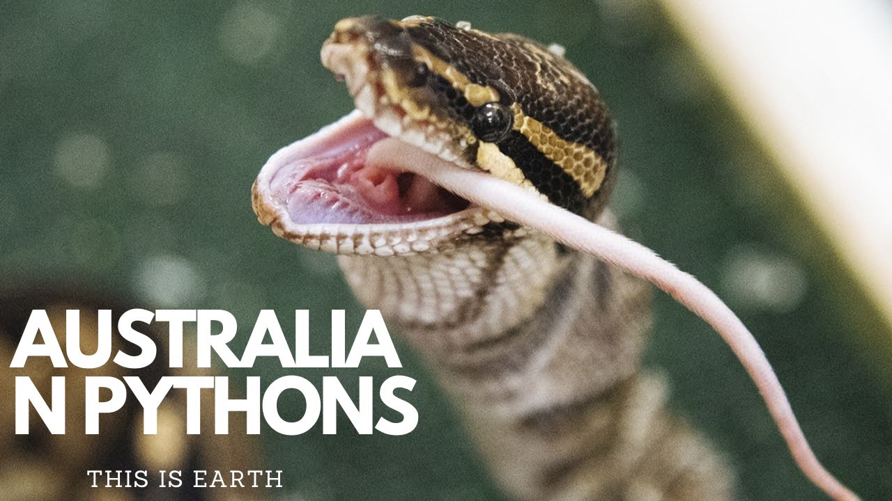 AUSTRALIAN PYTHONS I This is Earth