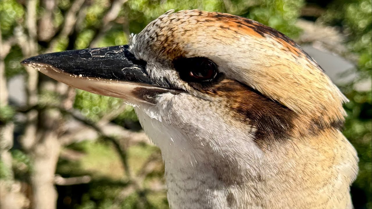 Birds go WILD in Australia Live!