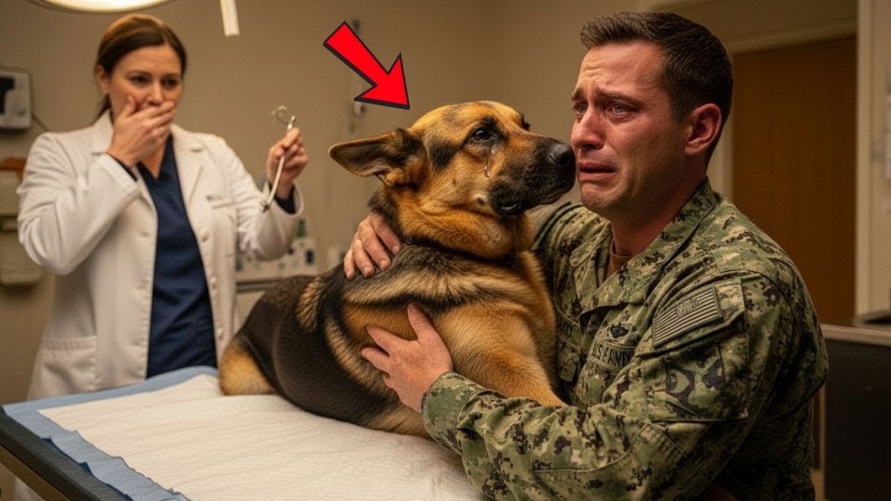 Un chien K9 enlace son maître avant l’euthanasie — le vétérinaire remarque l’impensable