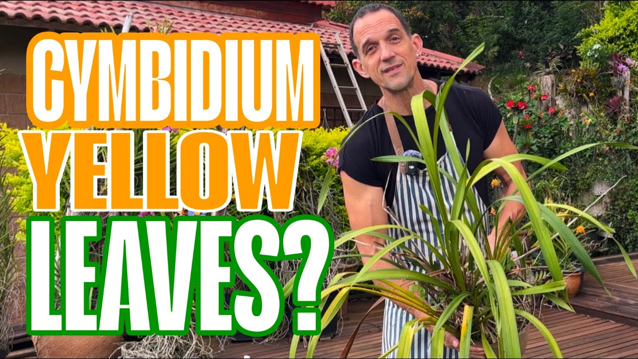 Yellowing Leaves on Cymbidiums – What Your Orchid Is Telling You