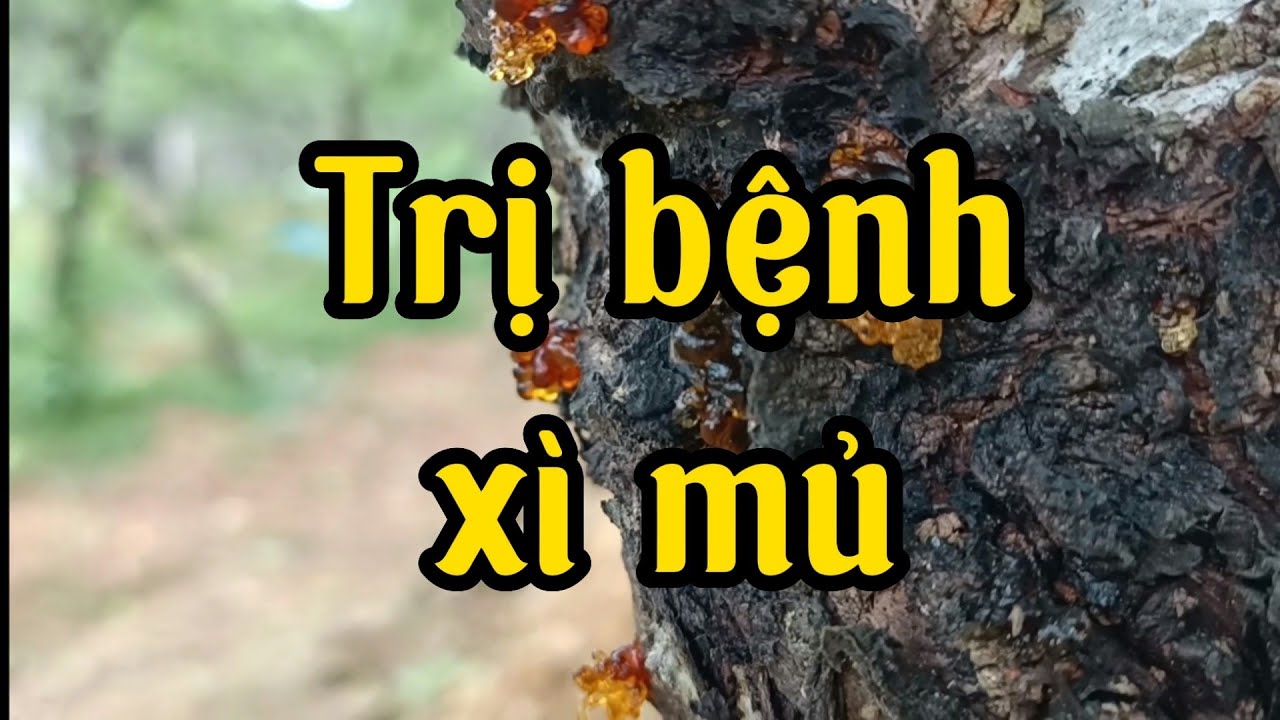 Cách chữa bệnh xì mủ trên cây đào #vuondaothaiduong  #chia sẻ kinh nghiệm@