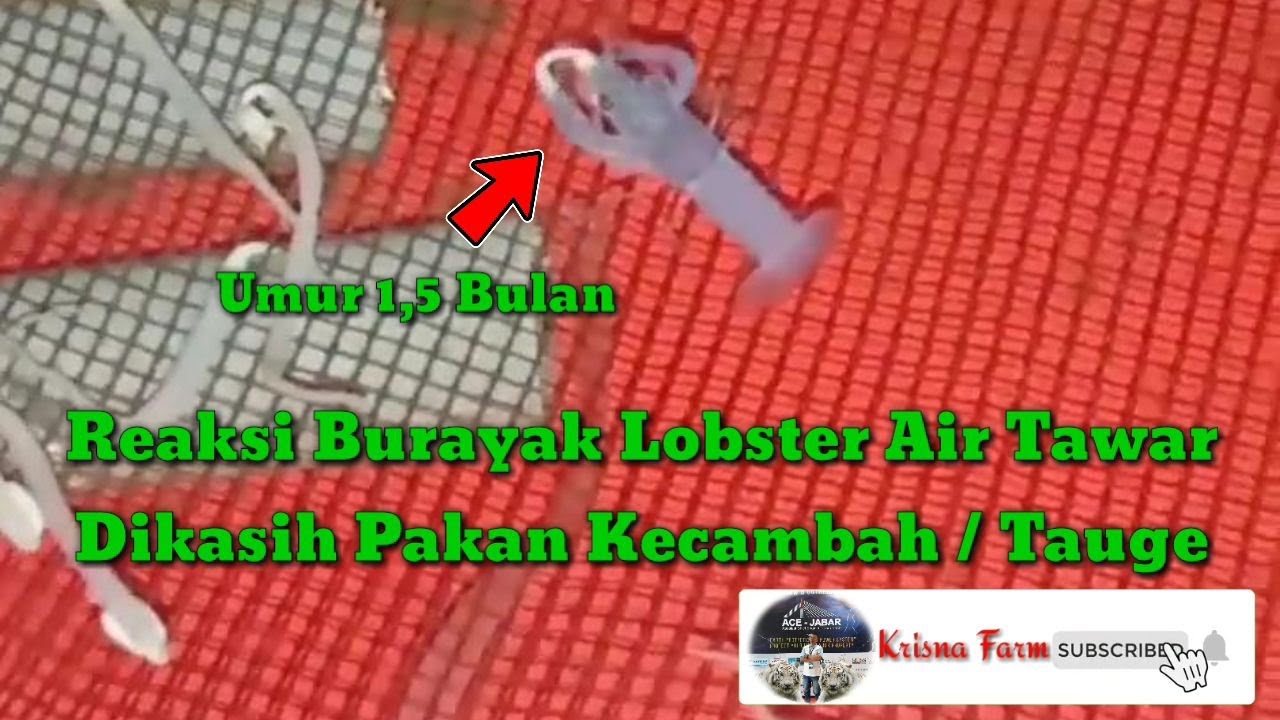 Reaksi Burayak Lobster Air Tawar Dikasih Pakan Kecambah / Toge