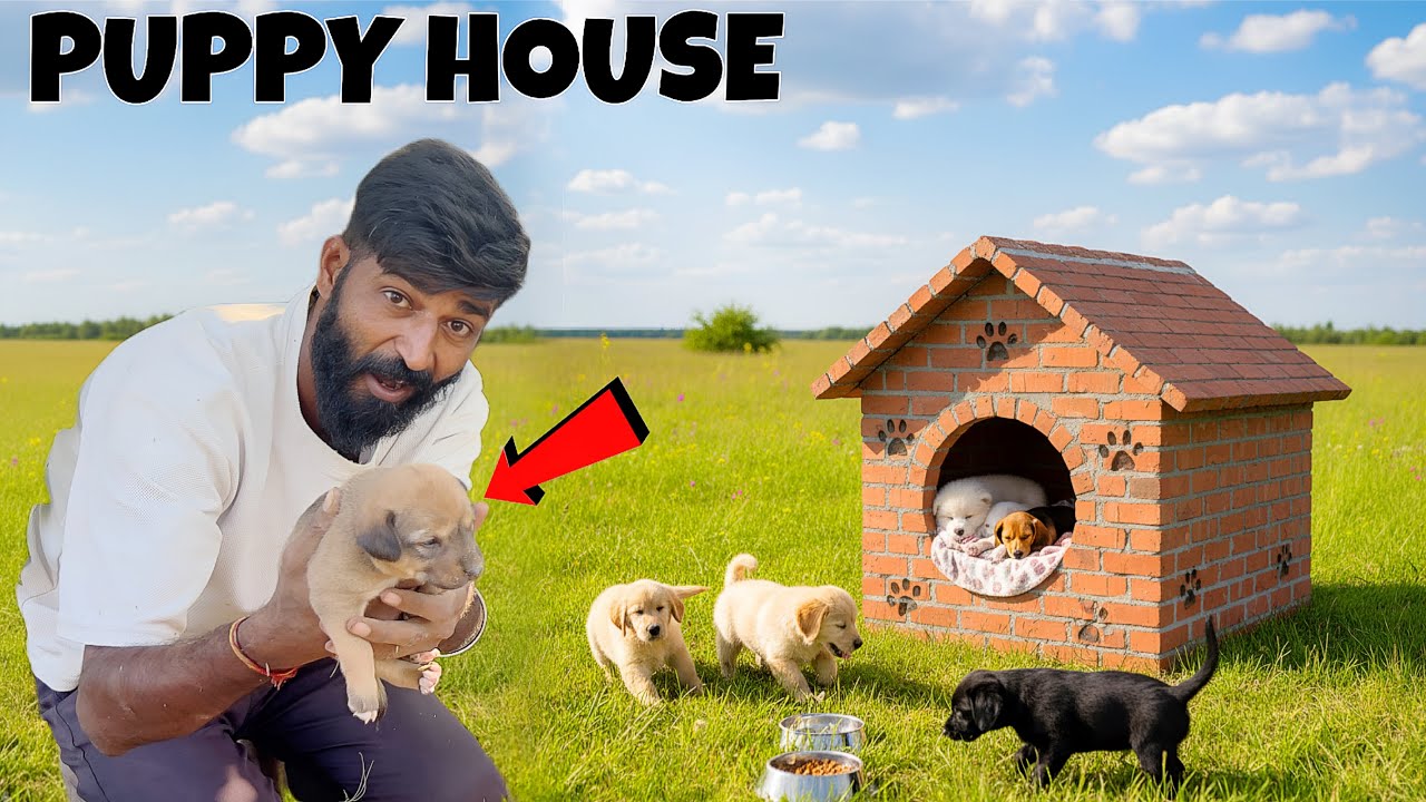 I Built A House For Homeless 🏠 Dog Family 🐕