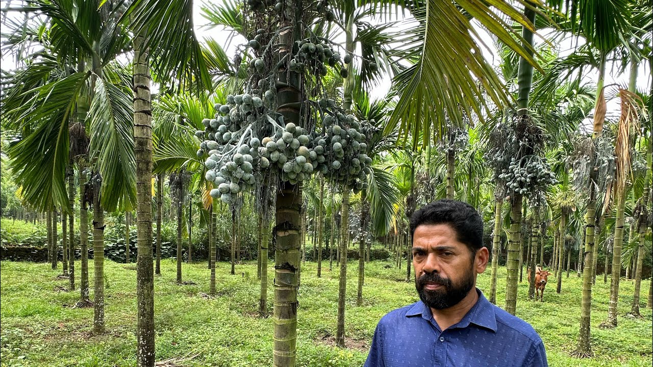 ഒരേക്കറിൽ നിന്നും 8 ലക്ഷം നൽകുന്ന കുള്ളൻ കമുക് |inter mangala arecanut plant farm kerala