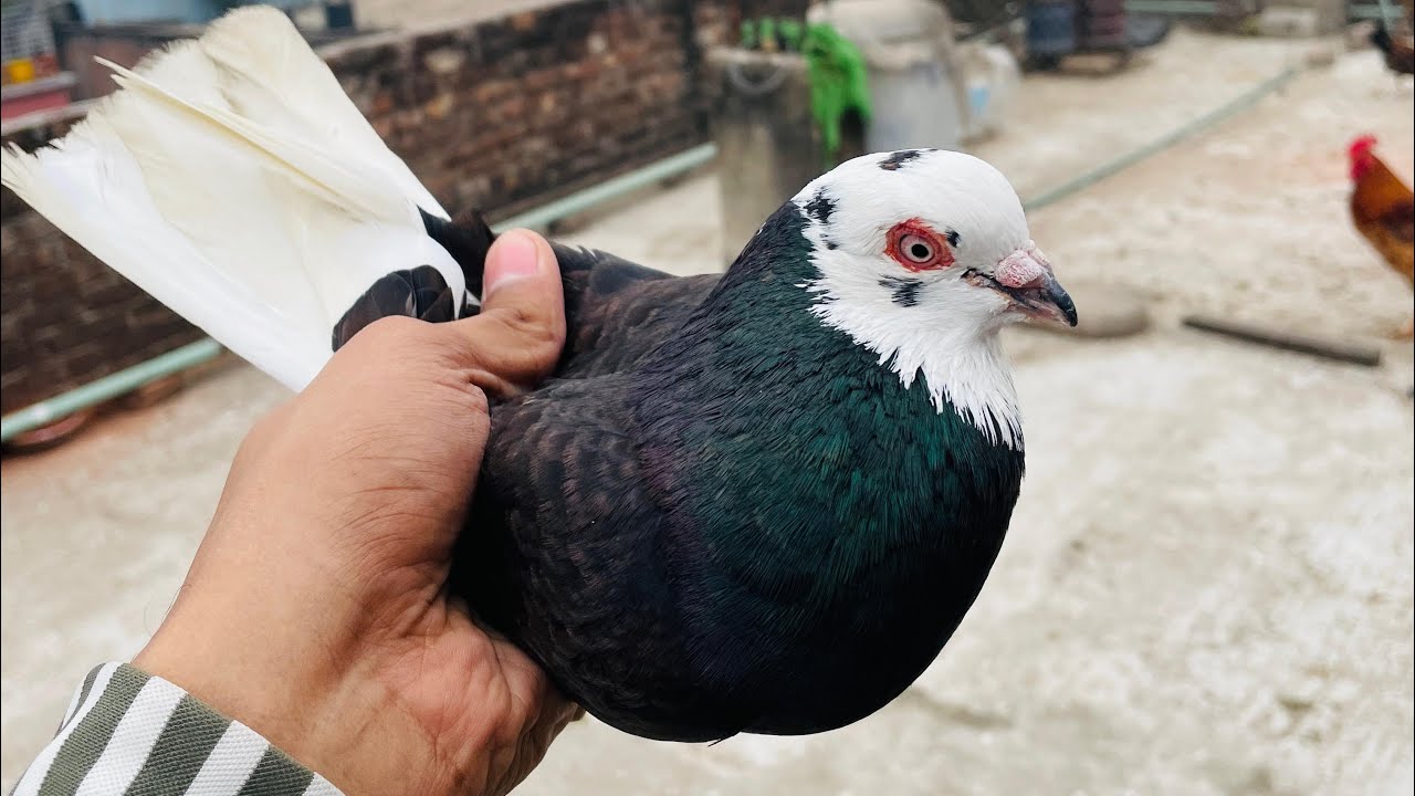 গরা কবুতর রেজাল করা কবুতর #কবুতর 