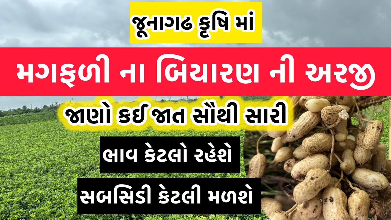 મગફળી ના કયા બિયારણ ની અરજી જુનાગઢ માં બિયારણ ની અરજી, કઈ જાત વધારે સારી @MANISHBALDANIYA