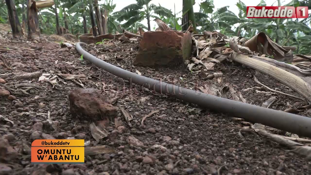 Omuntu wabantu: Ekitundu ekisembayo eky'Omukungu Robert Kabushenga. AA