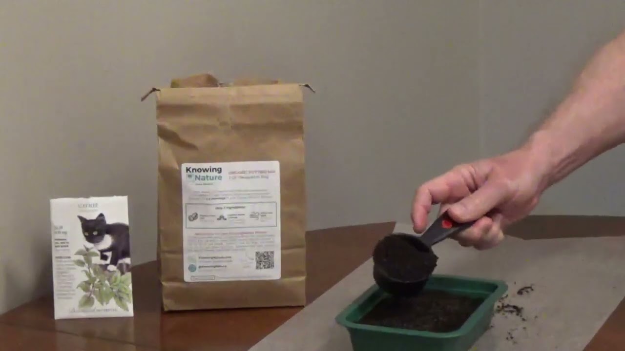 How to Grow Catnip