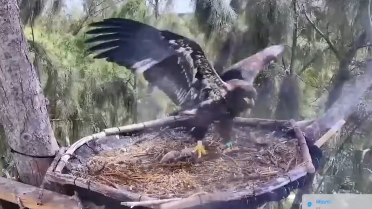 Eaglet take leftover fish and practice flying with it | Dade County Eagle | Mar 12, 26