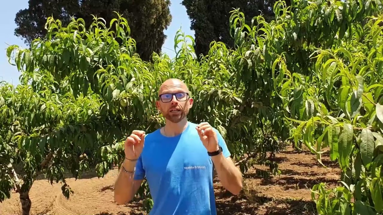 Yara Italia. Agricoltura: strategia per l'ingrossamento dei frutti di orticole e frutticole.