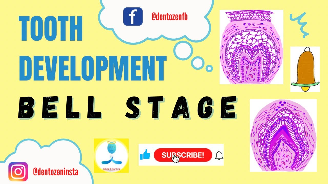 Bell Stage of Tooth Development | Reciprocal Induction | Stratum Intermedium | Stellate Reticulum