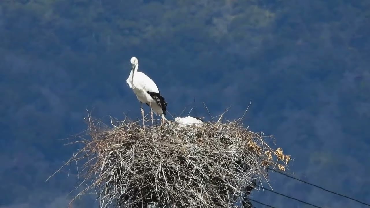 鳴門コウノトリ 2026/03/08 撮影 成長記録 徳島県鳴門市