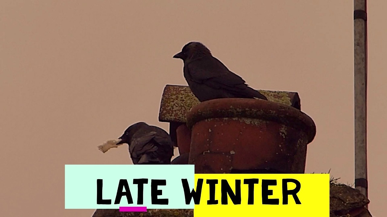 Hang in Little Birds And Animals - Spring is nearly here!!!