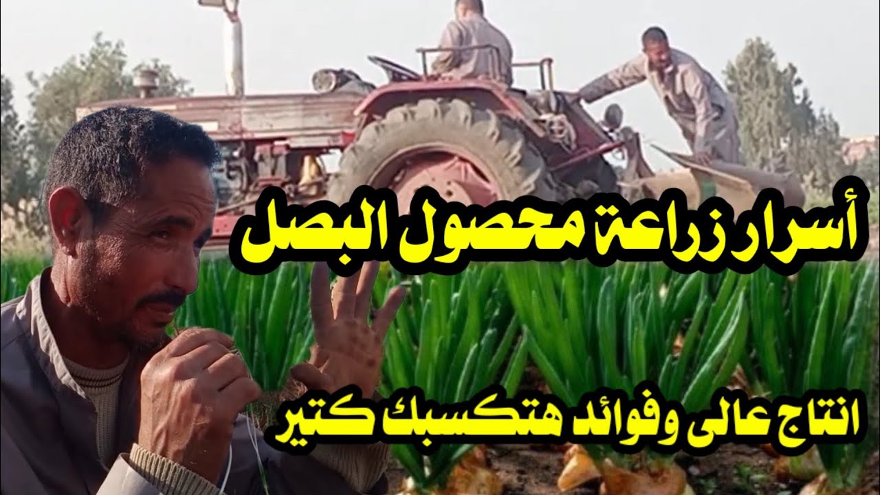 اسرار زرعة محصول البصل من البداية ونصائح هامة هتكسبك كتير