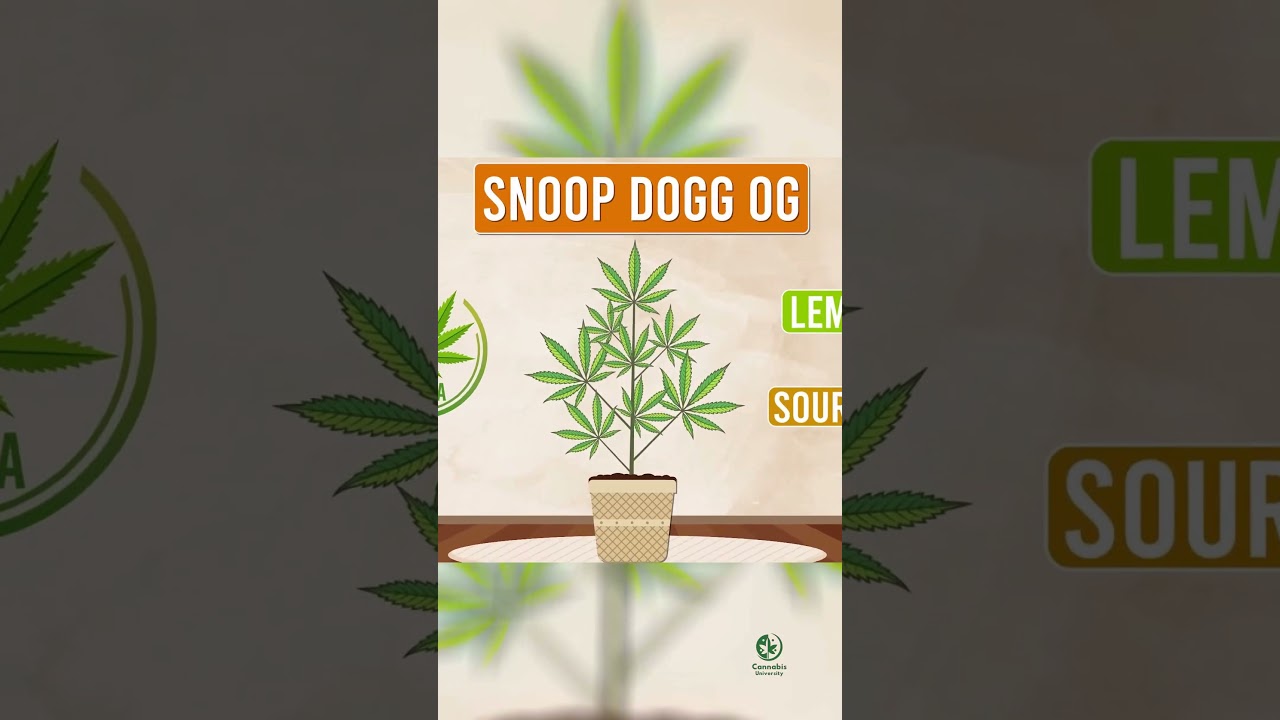 Snoop Dogg OG: The Iconic Strain with Euphoric Effects