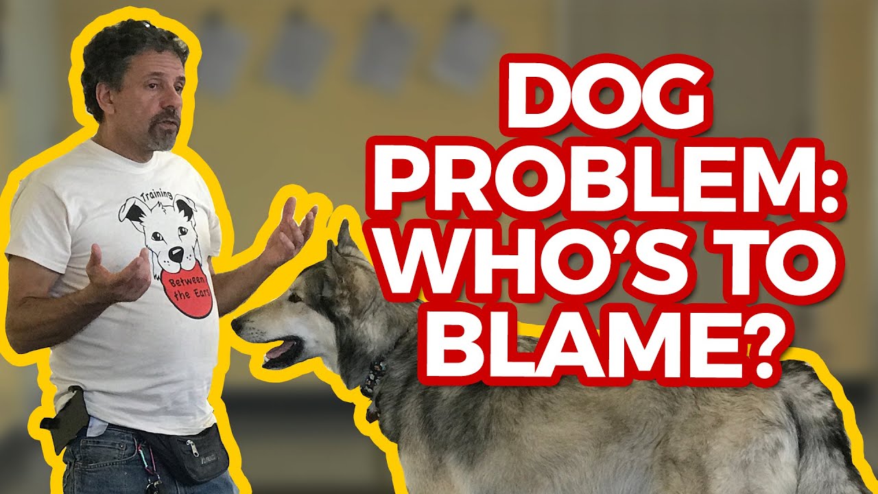 Dog problem: who's to blame?