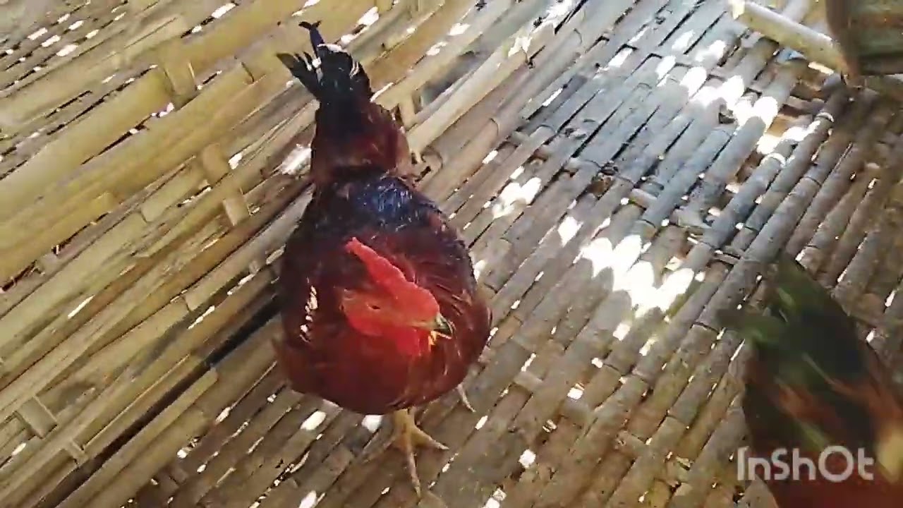 Valentine day tukah ram ka riak